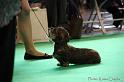 Crufts2011_2 1156